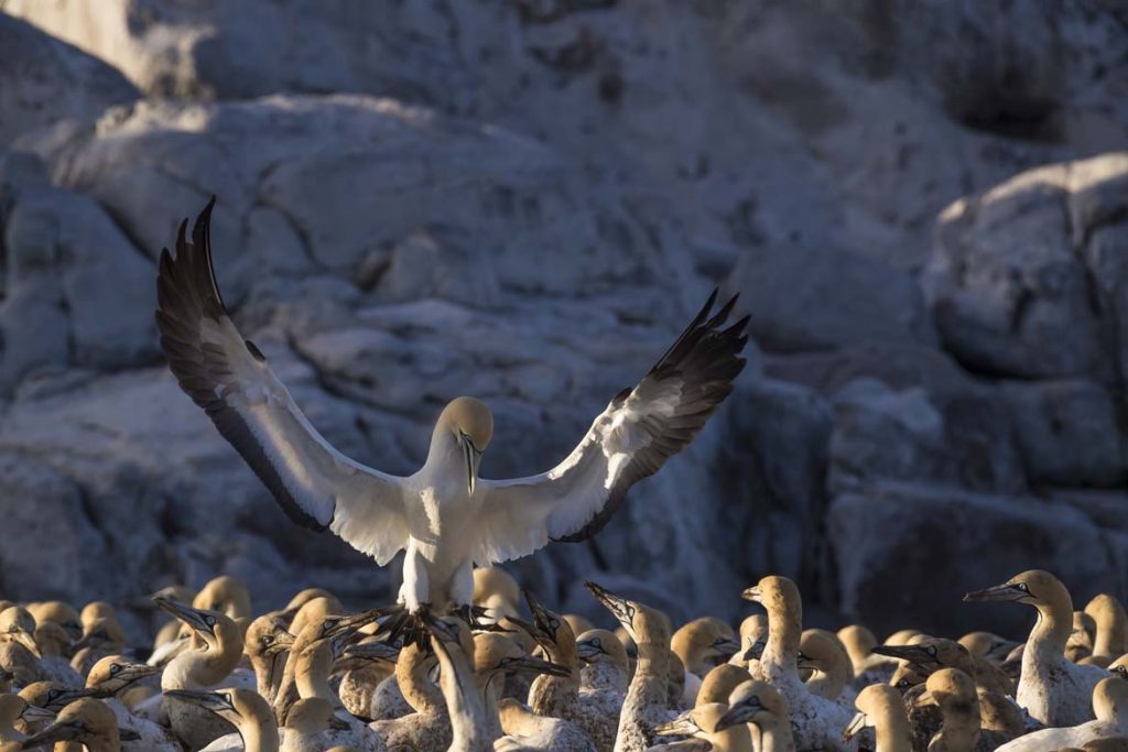 Kaptolpel (Morus capensis), Vogelinsel, Lamberts Bay, Westkap Sudafrika, Sudafrika, RSA, Afrika | Cape gannet (Morus capensis), Bird Island, Lamberts Bay, Western Cape, South Africa, RSA, Afrika