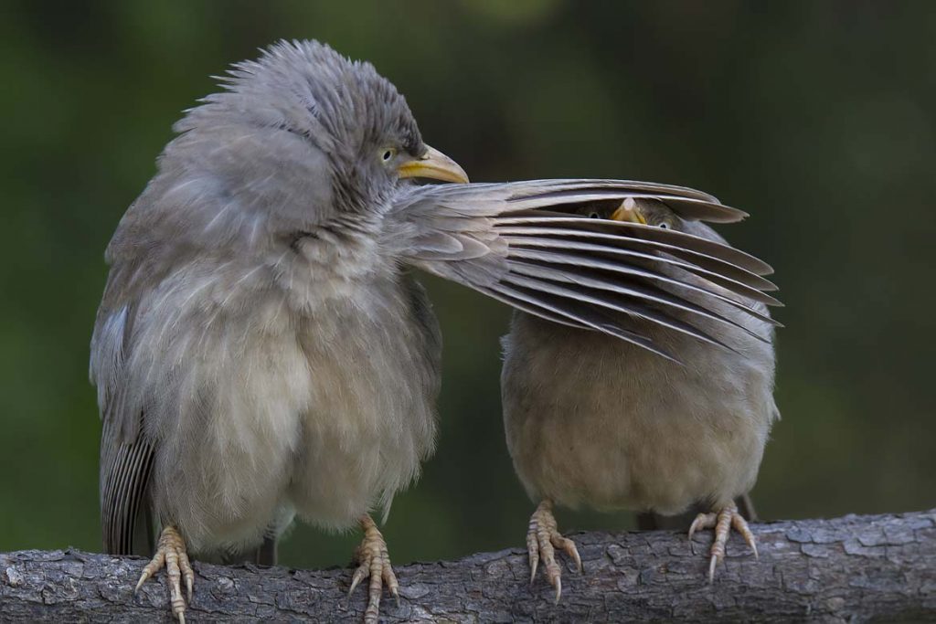 jungle-babblers