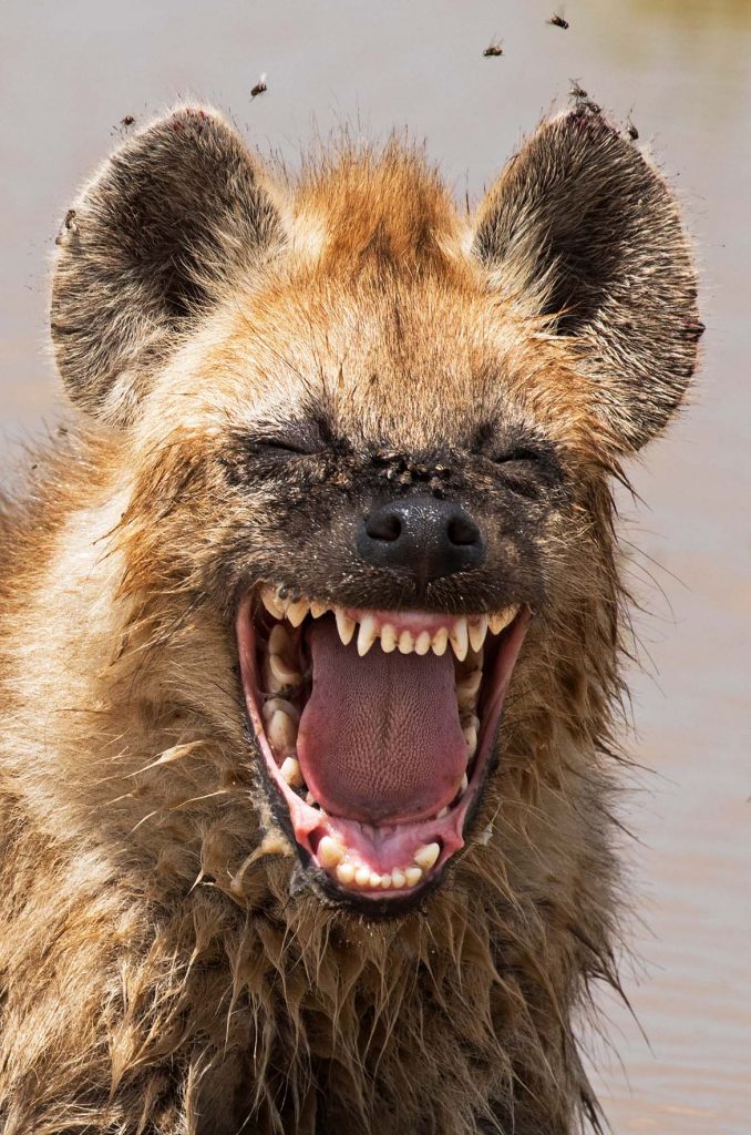 schmid-2938-laughing-hyena