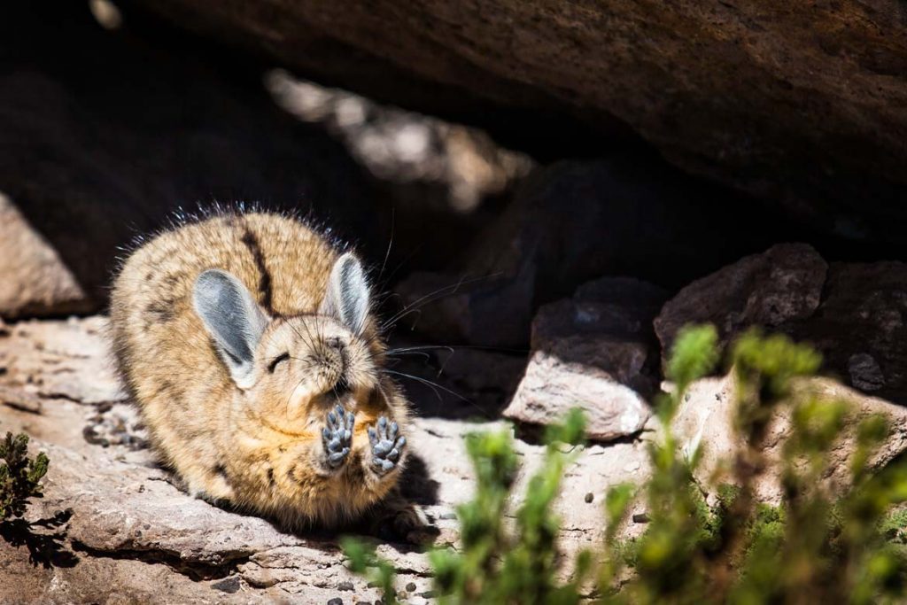 viscacha-olivier-steiner-1