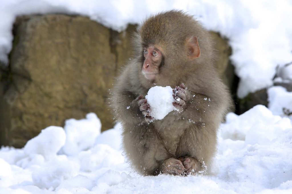 snow-monkey-hd-selected-looking-left-nicolas-de-vaulx