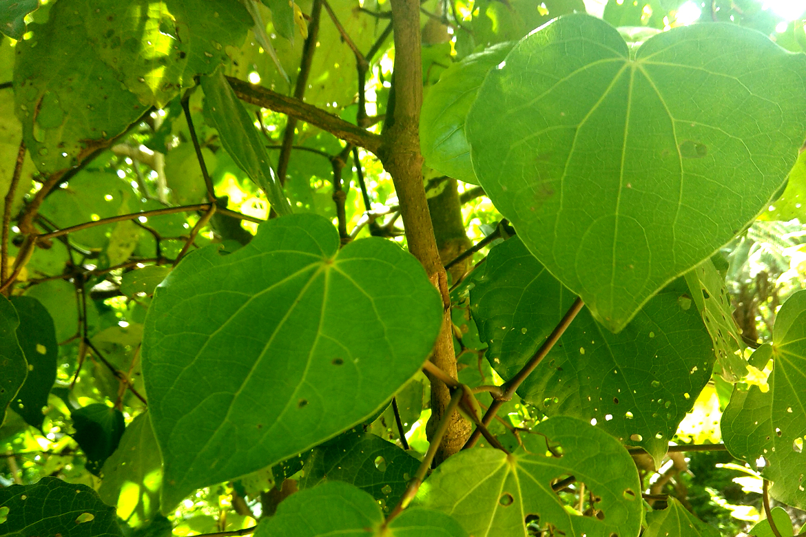 Plant Medicine: The Healing Magic of Kawakawa - The Natural Parent Magazine