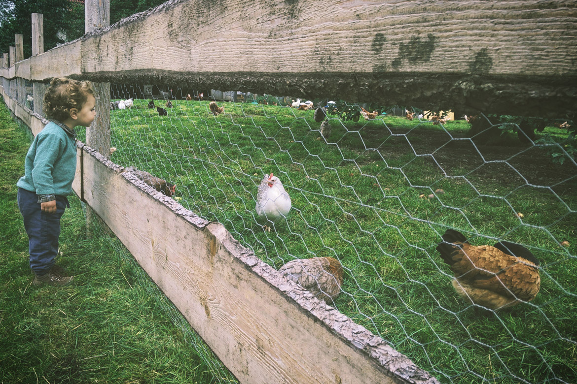 An Opportunity to Learn: When Your Son's School Adopts Rescue Chickens ...