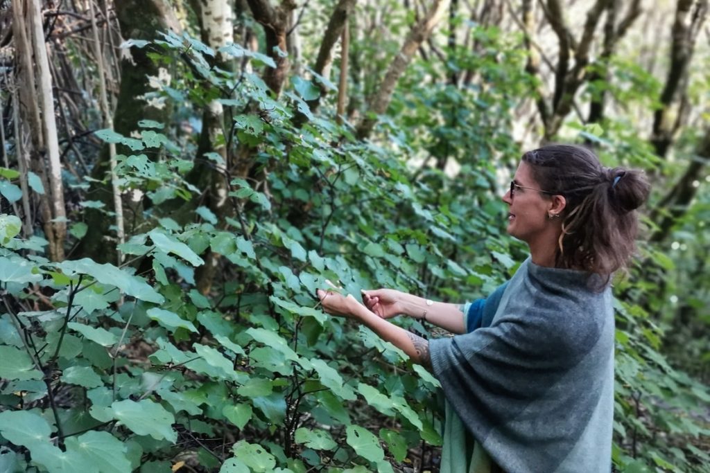 The Natural, SkinHealing Power of Kawakawa The Natural Parent Magazine